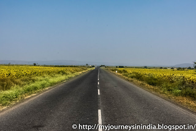 Sunflower Field Andhra