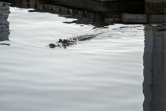 Bubba's Garage: Visiting Port of the Islands for Manatees