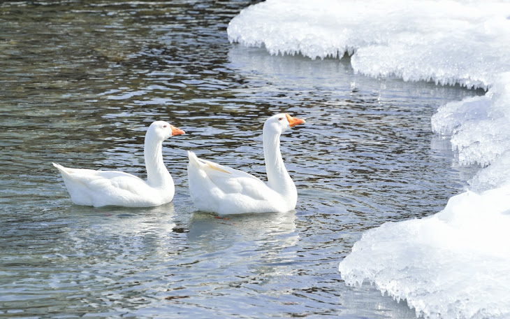 Snow Goose