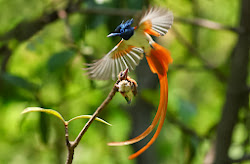 paradise asian flycatchers flycatcher male bird tome sao