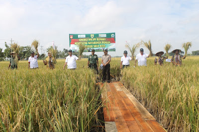 PANEN RAYA BERSAMA DANREM 074/WRT DAN FORKOMPINDA KAB.SRAGEN