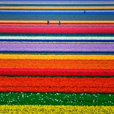 Colorful Tulip Garden HD Wallpaper