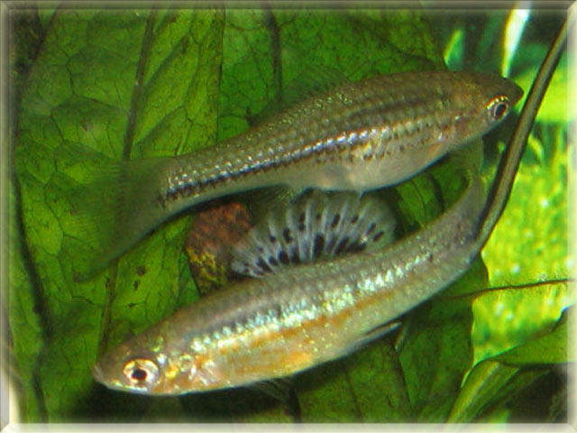 freshwater-fish-names-starting-with-m-animals-name-a-to-z