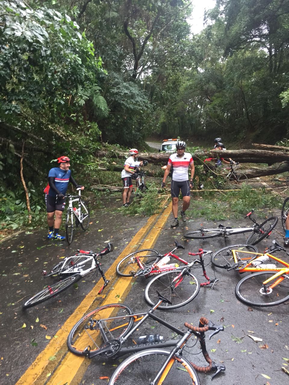 Queda de árvore na Estrada Turística do Jaraguá, em maio de 2018. Foto: acervo Vander Cortez Queda de árvore na Estrada Turística do Jaraguá, em maio de 2018. Foto: acervo Vander Cortez