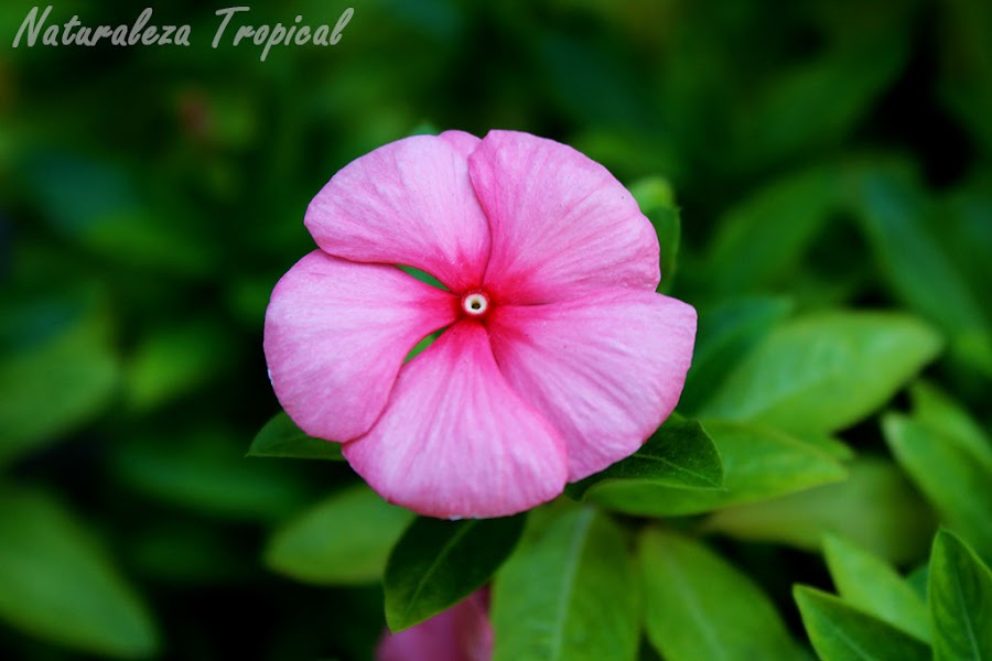 5 razones para cultivar Vicarias, Vinca rosea o Catharanthus roseus