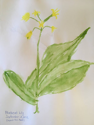 SA(10) Nature Journal (Bluebead Lily in spring)