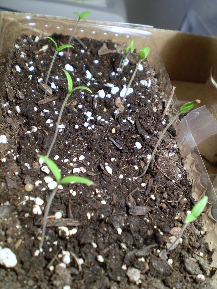 Green Jean baby tomatoes