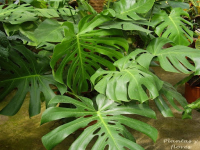 Monstera deliciosa