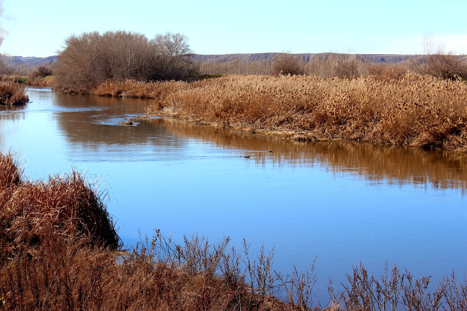 Fochas en el río Jarama- soto Bayona-Titulcia