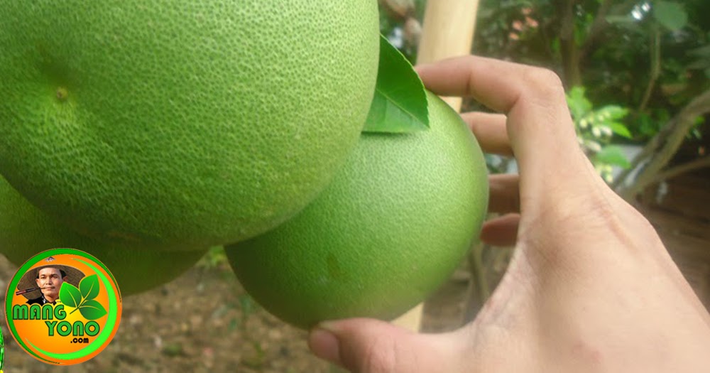 Manfaat Buah Jeruk Bali Untuk Kesehatan Paru - Paru.