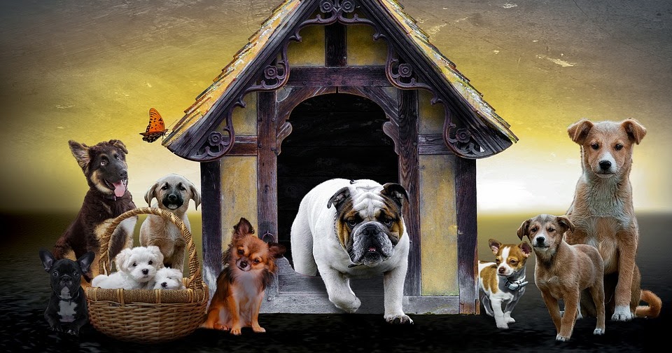 Attractive Feature of Dog Kennels in Worcestershire