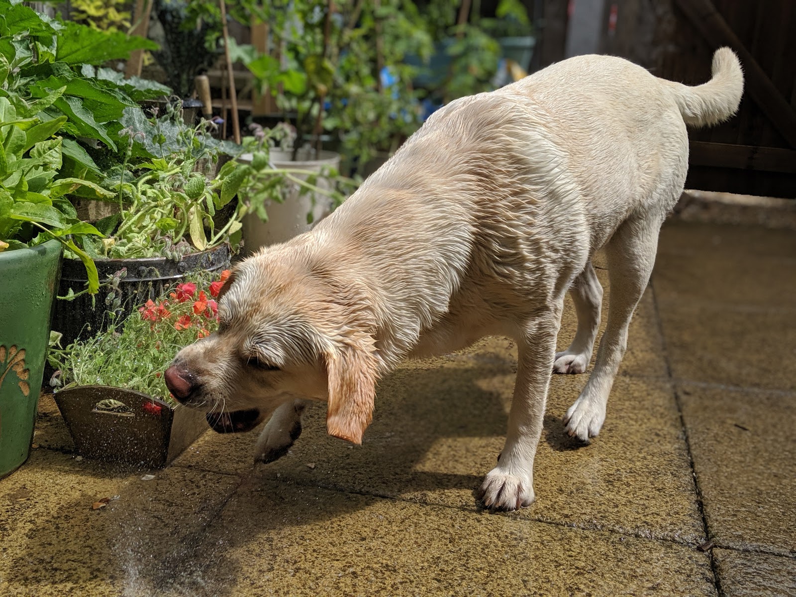 Scully the Labrador being hosed down