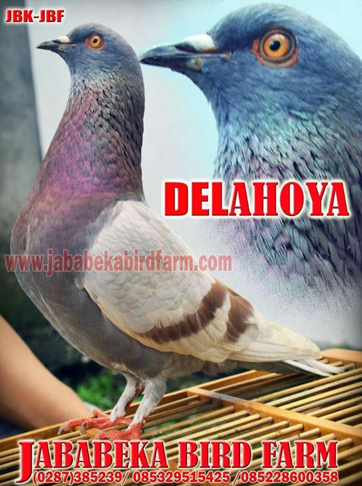 085228600358 Burung Merpati Kencang Kenceng Terbang Jababeka Bird Farm Www Jababekabirdfarm Com 085228600358