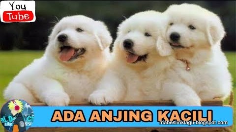 Lirik Lagu Anjing Kacili Tian Storm X Ever Slkr X Nando Kohler X