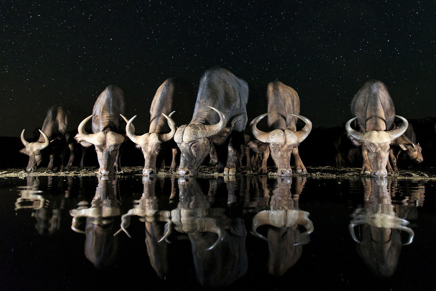 Andreas Hemb, Sweden (Open Competition, Wildlife) Andreas Hemb, Sweden (Open Competition, Wildlife)