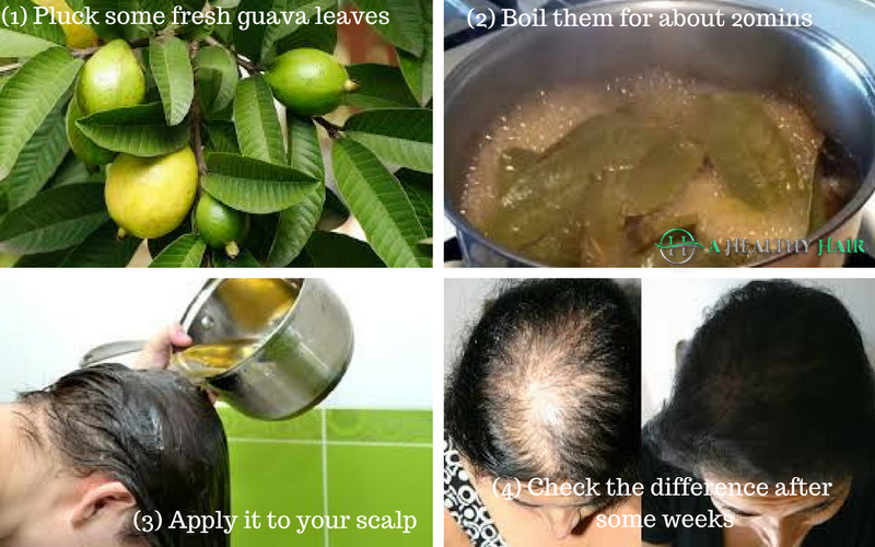 Walk Down The Memory Lane Healthinfo The Guava Leaves Can Stop Hair Loss By 100 And Make It Grow Again Boil the guava leaves in water for about 20 minutes. the guava leaves can stop hair loss by