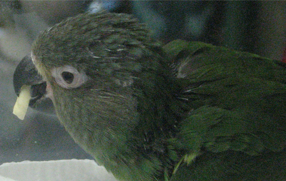 Parrot Blog ParrotPressNews What is a Pin Feather?