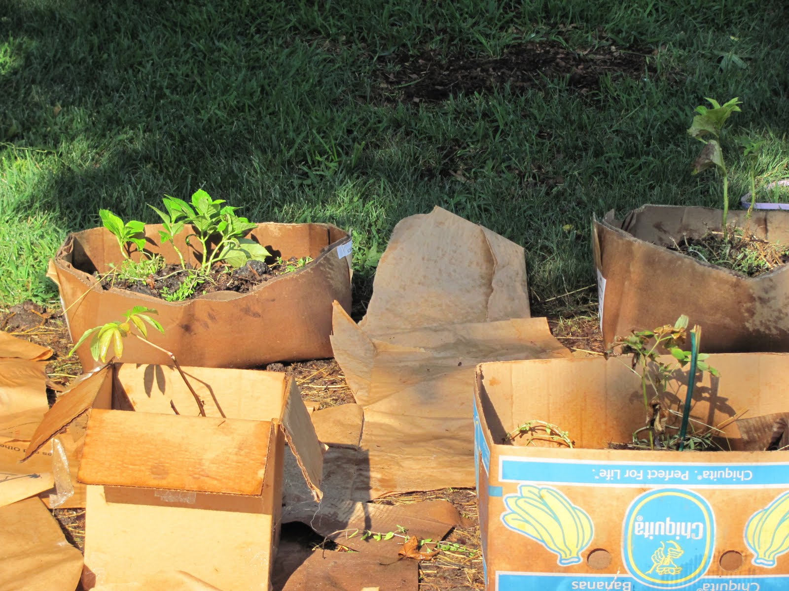 meinlessmatters My no till cardboard gardening method