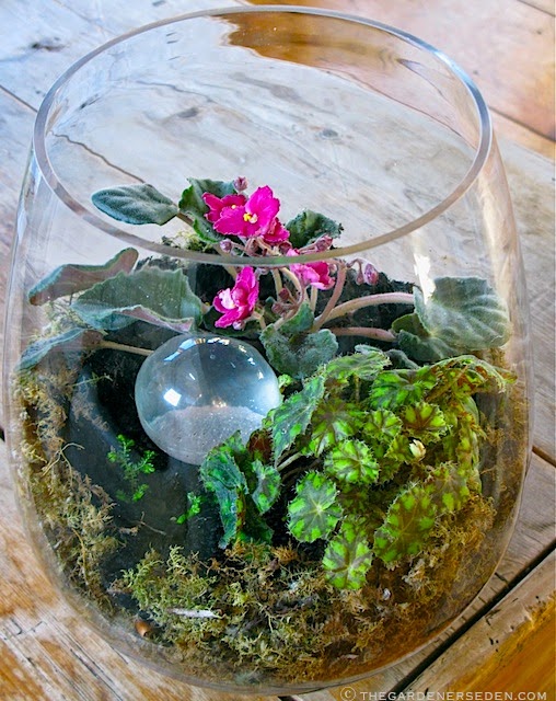 Культура бегоний в террариуме Культура бегоний в террариуме