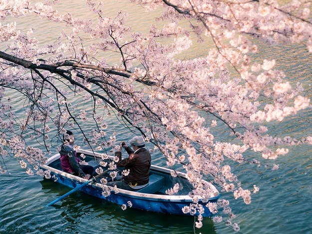 sakura blossom6