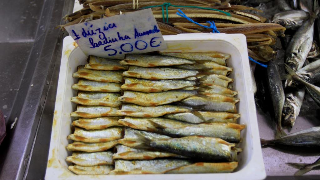Musée Imaginaire de la Sardine Symbole national au Portugal, la sardine en voie d’extinction