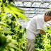 It Is Now Legal To Privately Smoke And Grow Marijuana In South Africa