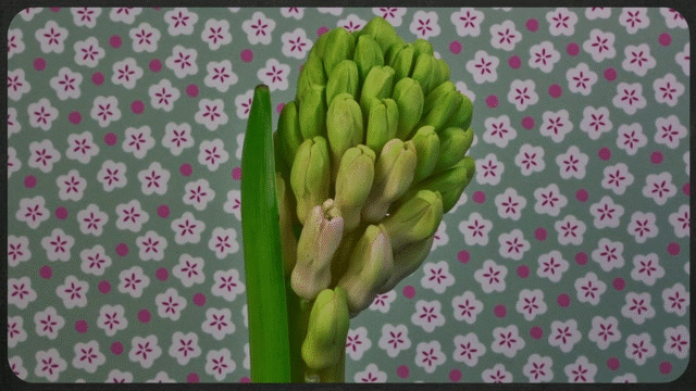 [Image: hoa-no-dep-ngan-ngo-5.gif]