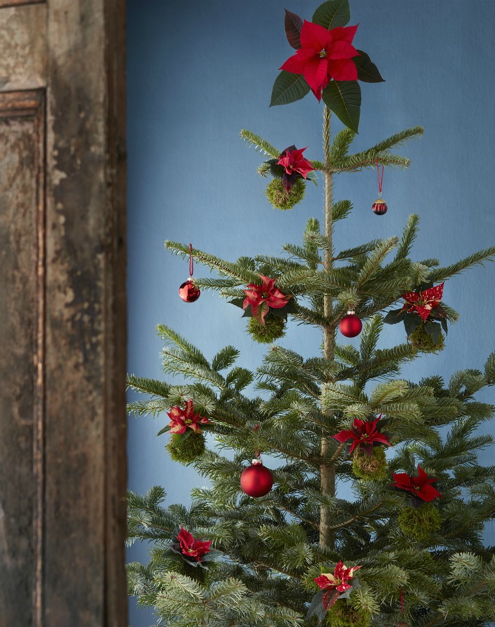 Kokedamas de polisettias para Navidad