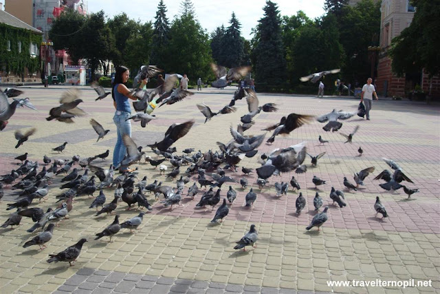 Feeding Pigeons in Ternopil, West Ukraine