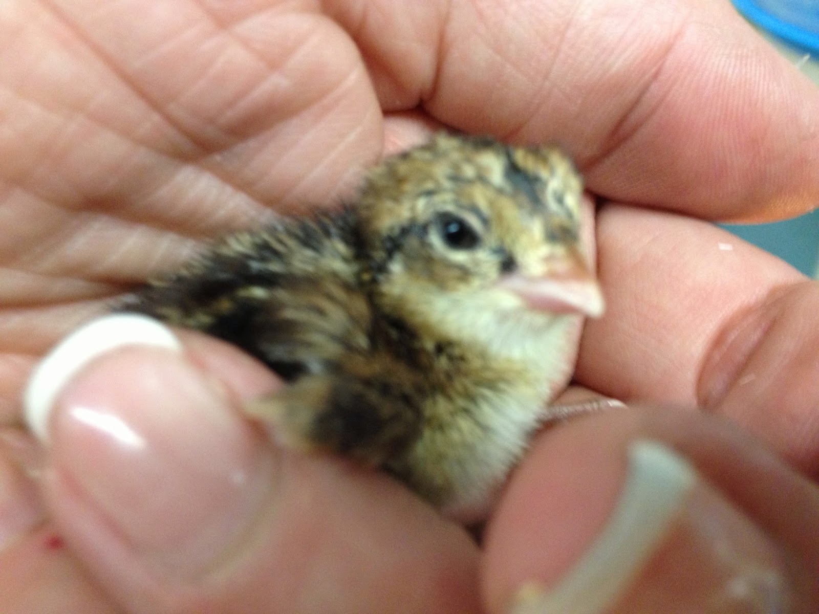 Mrs. Cicione's Science Site: Bobwhite Quail in our Classroom