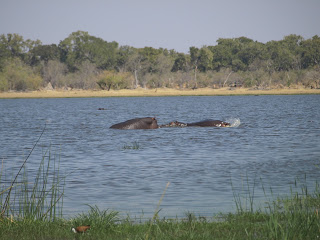 Botswana y Cataratas Victoria. Viaje por libre de 19 dias - Blogs de Botswana - Día 7:Daytrip en Moremi GR (8)