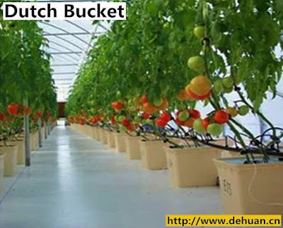 Sistem dutch bucket atau disingkat dengan DB merupakan salah satu sistem pengarian dan pem Panduan Cara Membuat Dutch Bucket Hidroponik Termudah