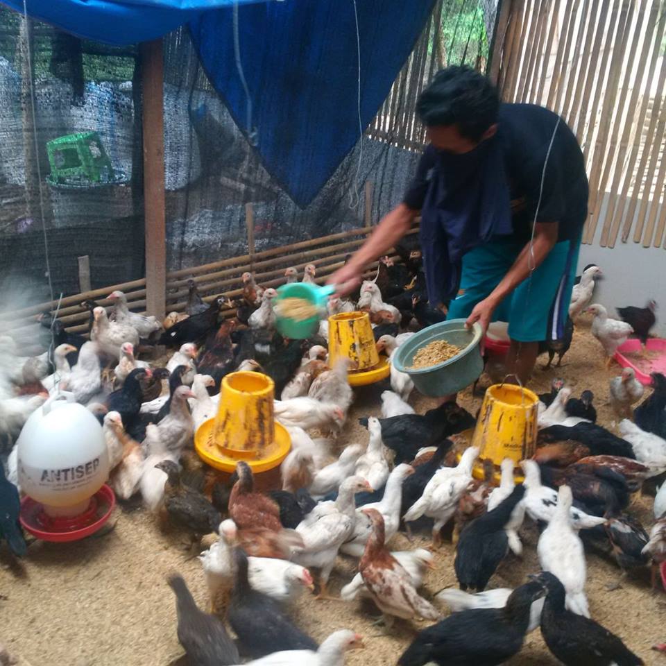 download buku beternak ayam kampung super download buku beternak ayam kampung super