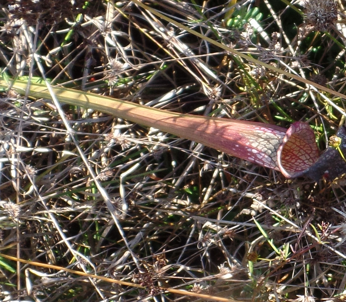Blue Starr Gallery Pitcher Plants at Weeks Bay Estuary