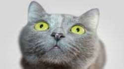 cat sitter gatto roma cat sitter gatto roma