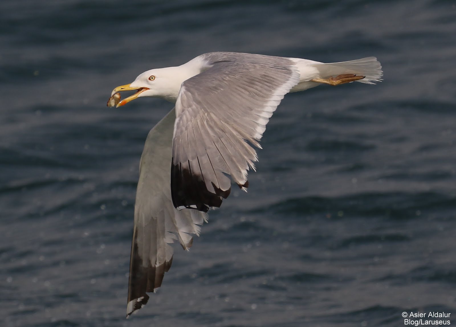 (L.m. michahellis); Yellow-legged gulls froom Turquía  /Gaviota patiamarilla de Turquia