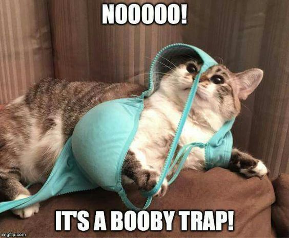 free funny photos july 2017