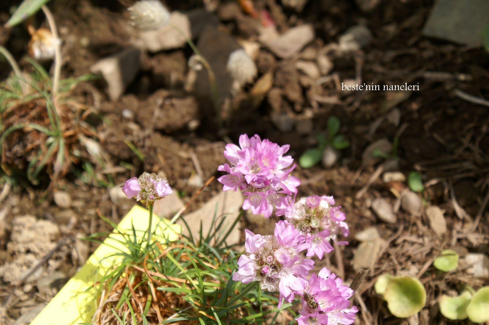 Doğayı Keşfederken haziran ayinda cevrenizde gorebileceginiz yabani