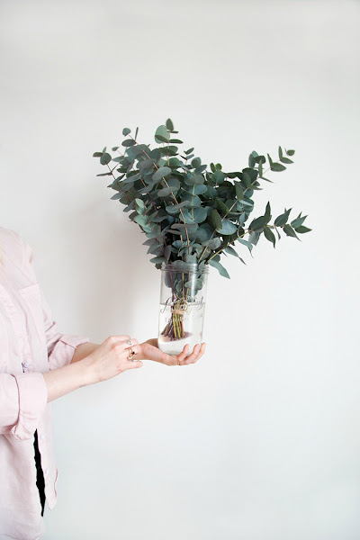 Cómo conservar ramas y hojas de eucalipto naturales