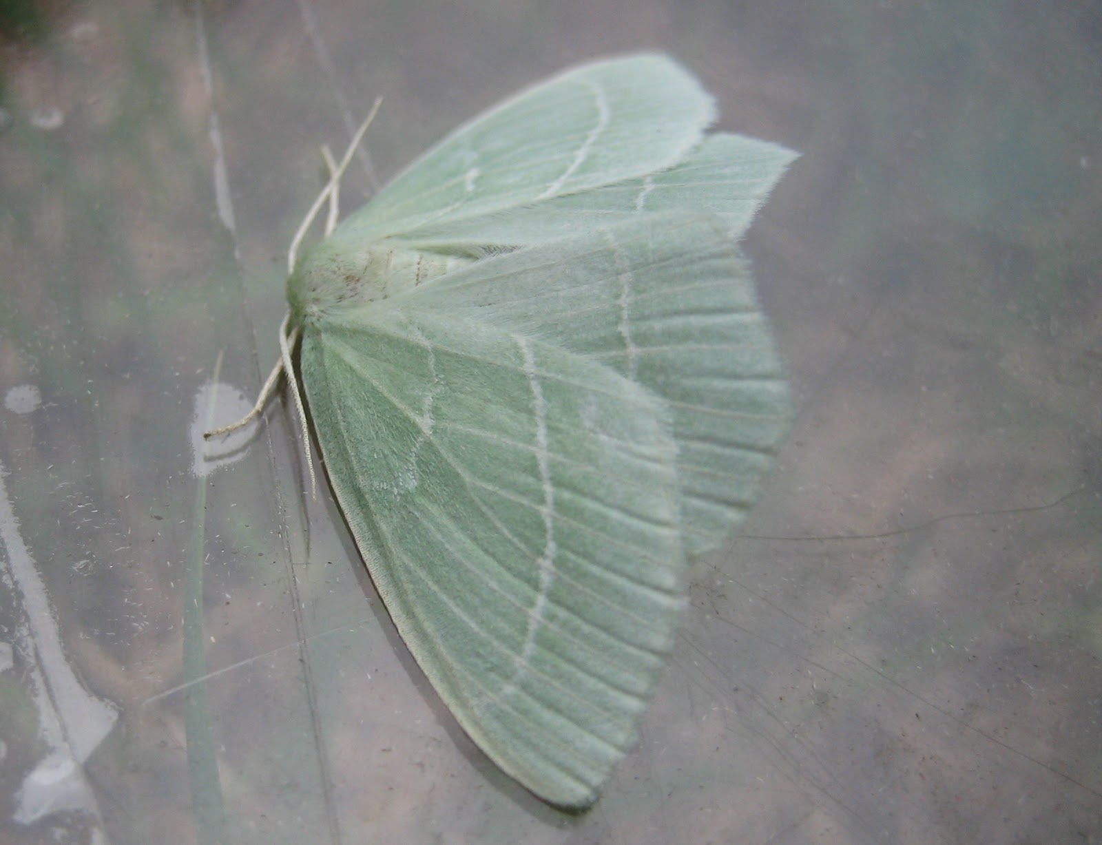 Martin s Moths Come Hither 