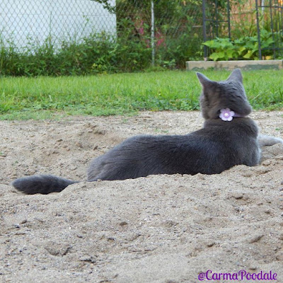 cat laying in sand facing away from camera showing flower collar