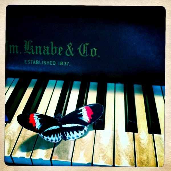 Butterfly Jungle Piano Key Butterfly