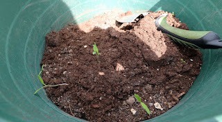Surprise growth Surprise growth