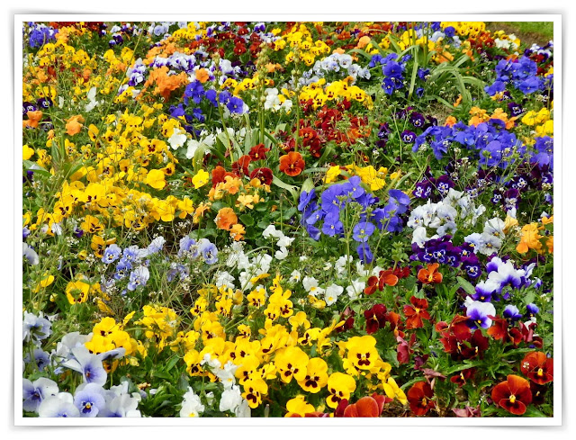 Flower bed in Victoria Park, Cornwall