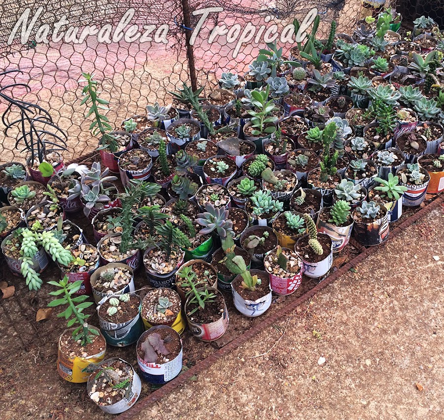 Latas recicladas para cultivar plantas suculentas