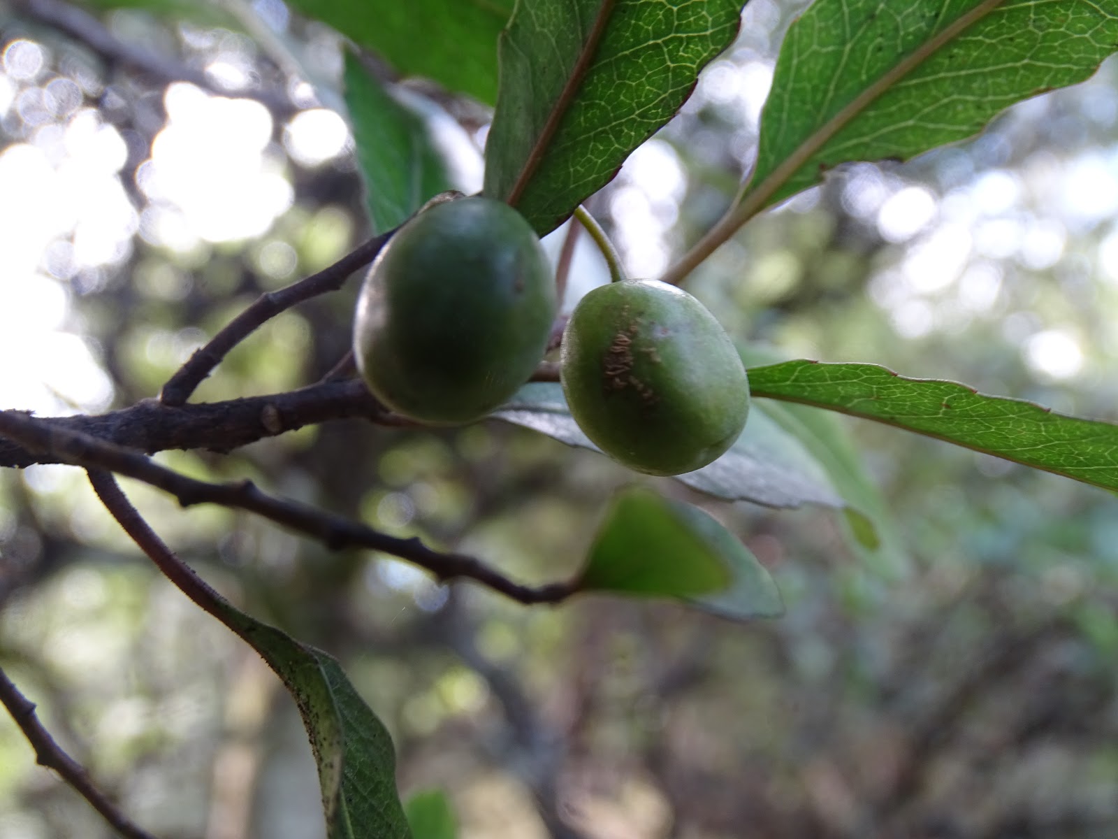 Trees For Canterbury