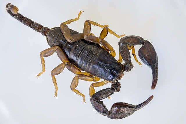 What to do if a Scorpion bites you