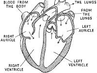 Heart Diagram Labeled Heart Diagram Labeled