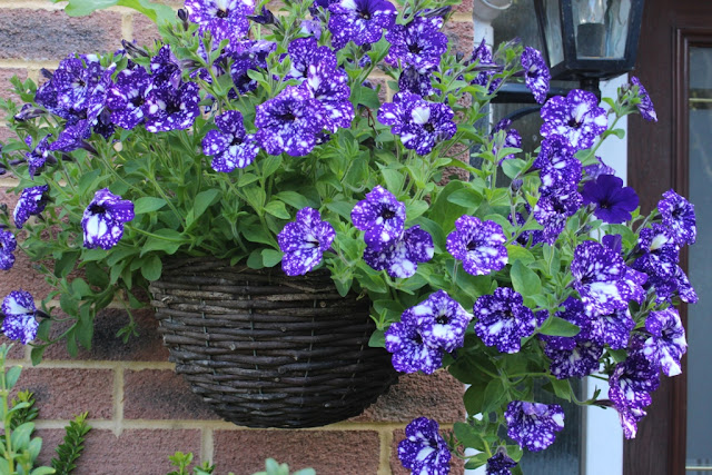 Petunia 'Night Sky' Petunia 'Night Sky' outside our front door