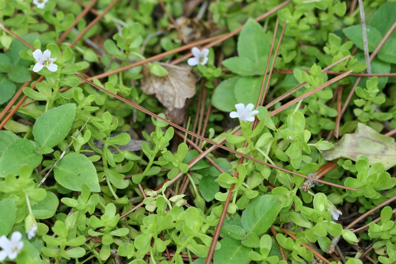 Native Florida Wildflowers Water Hyssop Bacopa monnieri